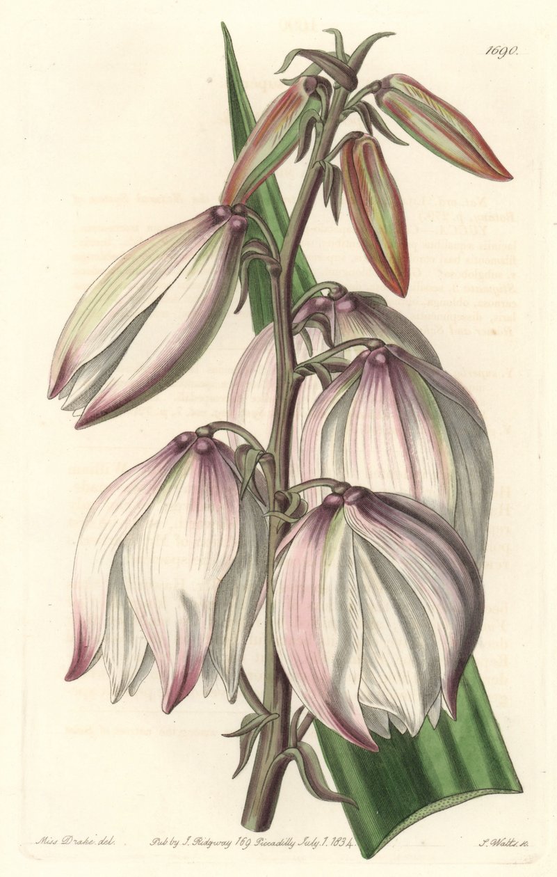 Superb Yucca - Water forte av S. Watts fra en illustrasjon av Sarah Anne Drake (1803-1857), fra Botanical Register av Sydenham Teast Edwards