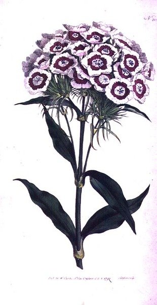 Sweet William or Bearded Pink (Dianthus barbatus), tallerken 205 fra William Curtis 