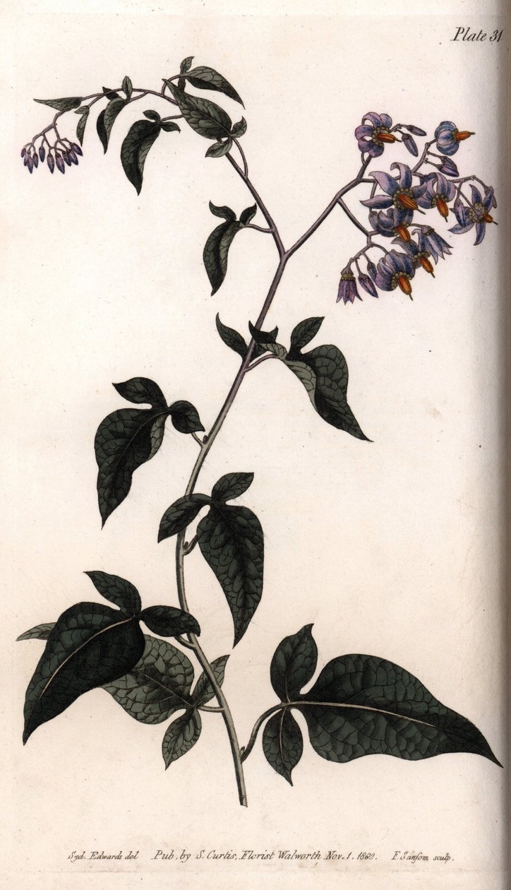 Søt bitter eller bitter søt nattskygge. Farget kobberstikk, illustrasjon av Sydenham Edwards (1768-1819) for Conferences of Botanical, Botanical Garden of Lambeth (England) av Sydenham Teast Edwards