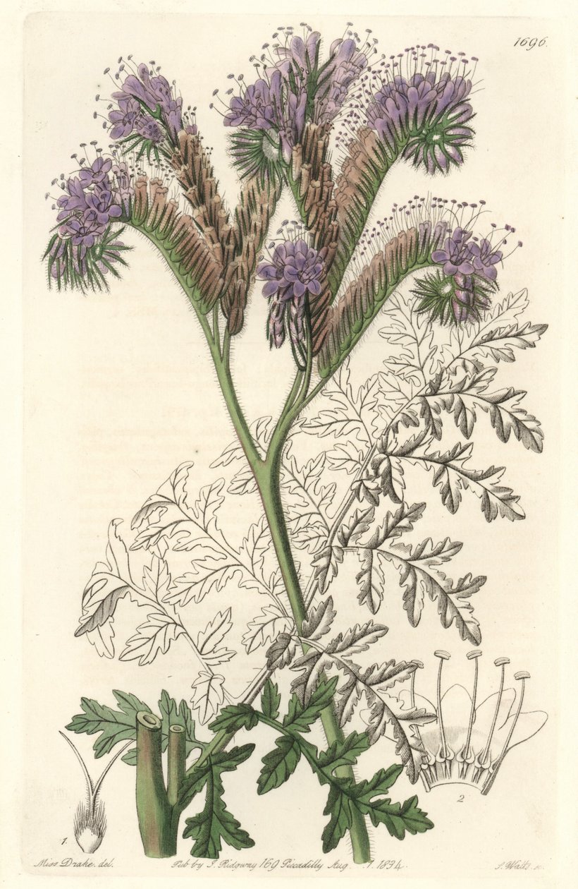 Tansy leaf phacelia, hjemmehørende i California - Water forte av S. Watts fra en illustrasjon av Sarah Anne Drake (1803-1857), fra Botanical Register av Sydenham Teast Edwards
