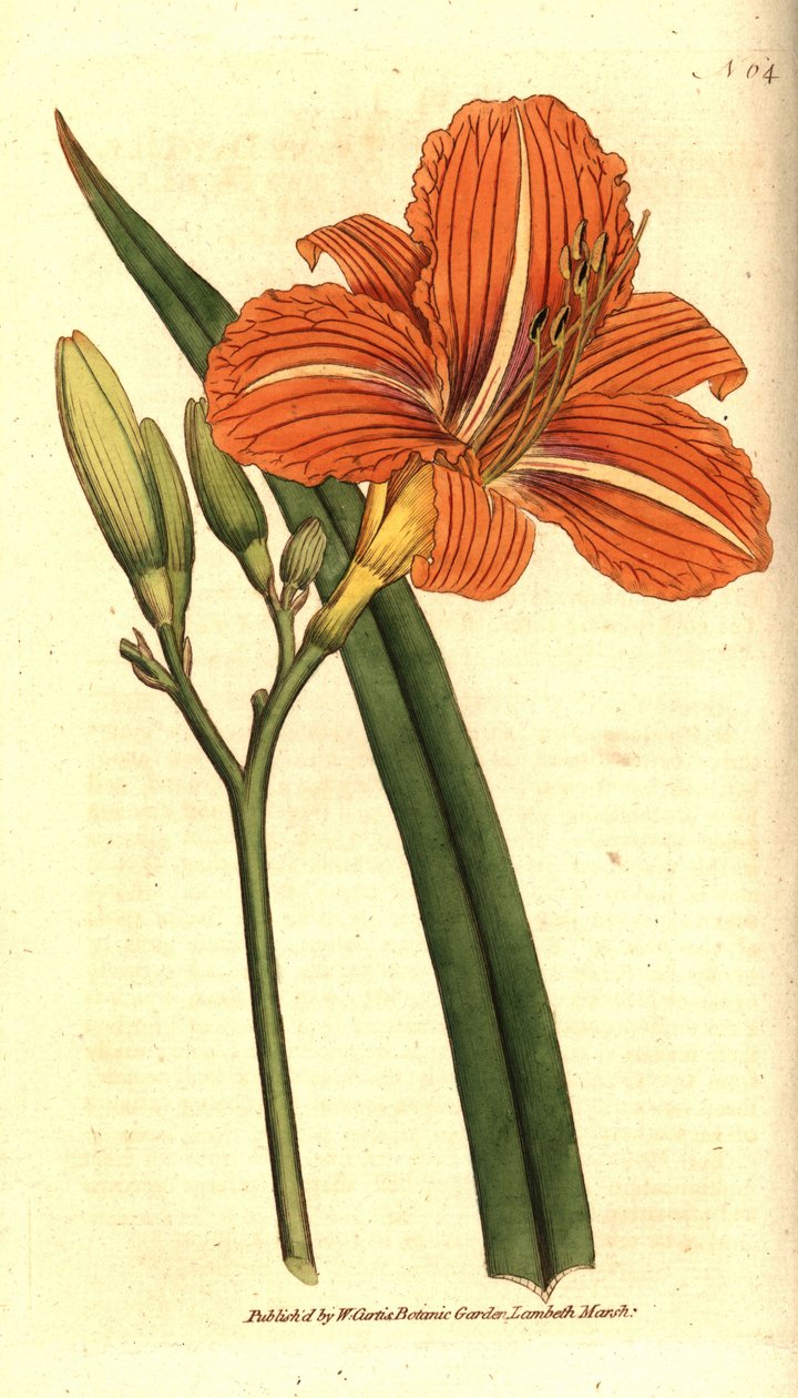 Gulbrun daglilje, Hemerocallis fulva. Håndfarget kobberstikk etter en botanisk illustrasjon fra William Curtis' The Botanical Magazine, Lambeth Marsh, London av Sydenham Teast Edwards