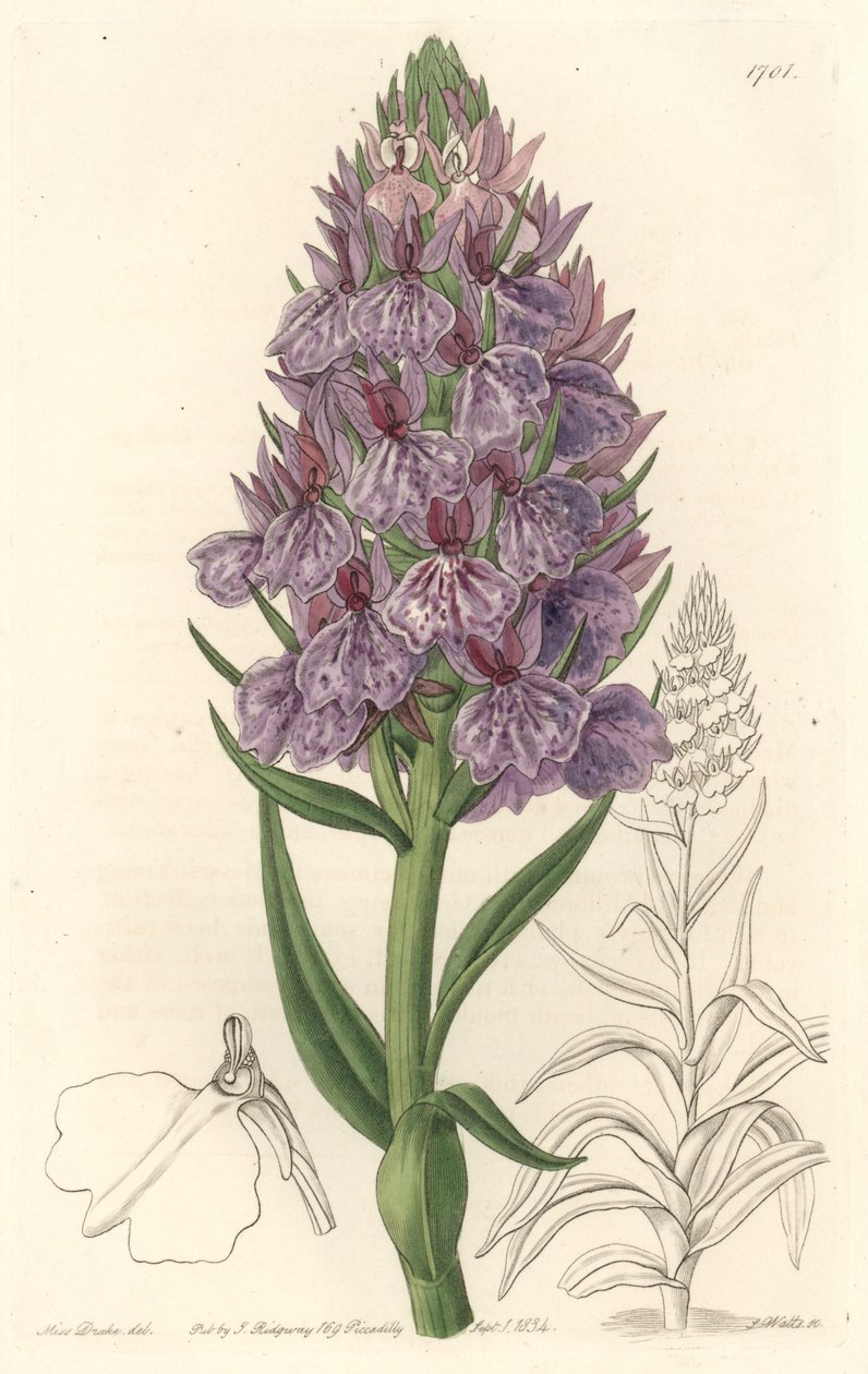 Terrestrisk orkide, endemisk til øya Madeire - Water forte av S. Watts fra en illustrasjon av Sarah Anne Drake (1803-1857), fra det botaniske registeret av Sydenham Teast Edwards
