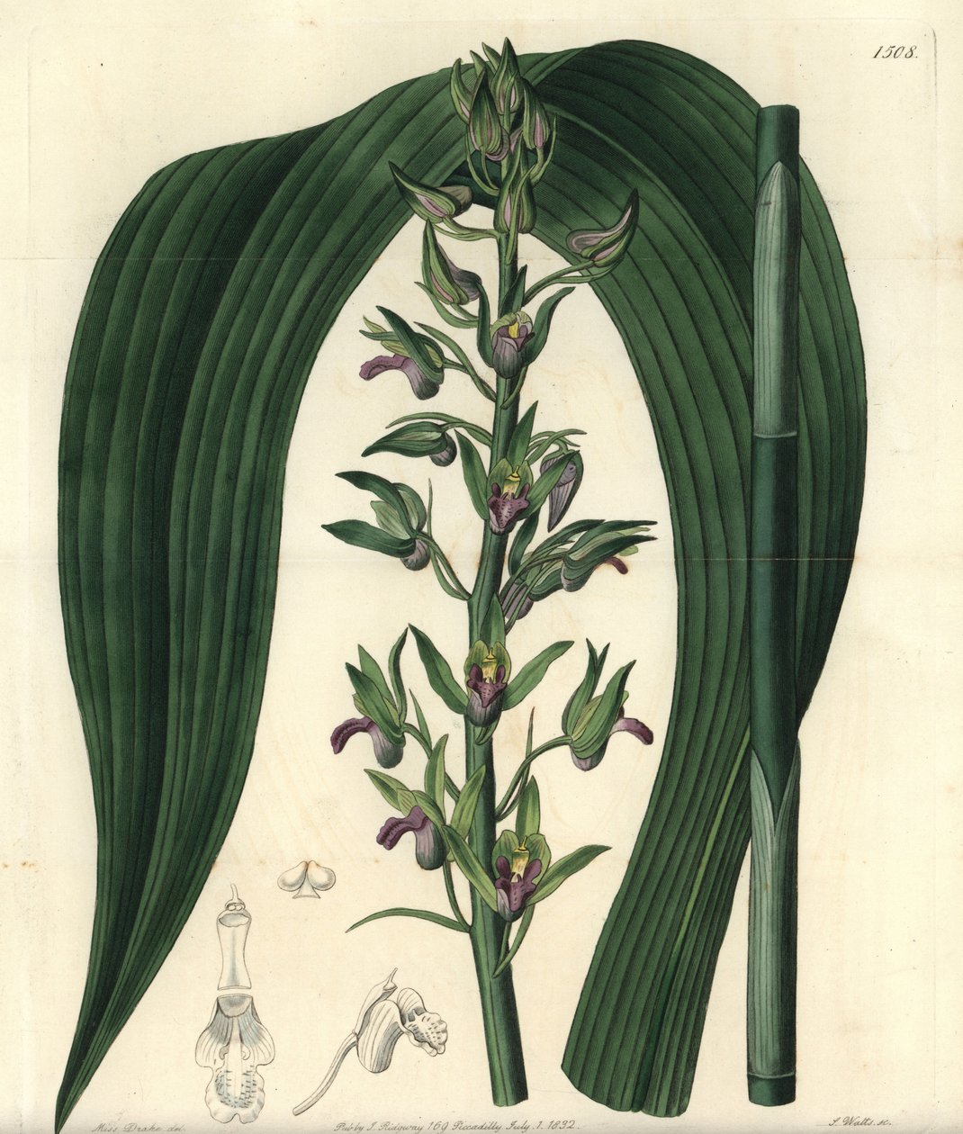 Terrestrisk orkidevariant - Vill kokosorkidé, Eulophia alta (Woodfords cyrtopodium, Cyrtopodium woodfordii). Håndfarget kobberstikk av S. Watts etter en illustrasjon av Miss Sarah Drake fra Sydenham Edwards' Botanical Register, Ridgeway, Lon av Sydenham Teast Edwards