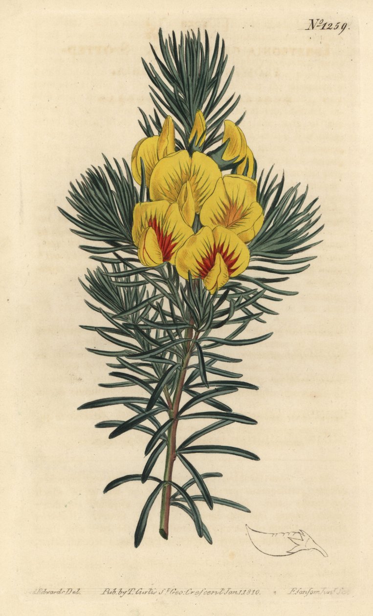 Spår eller honningbusk - Kyst-te eller kustee, Cyclopia genistoides (Flekkblomstret ibbetsonia, Ibbetsonia genistoides). Håndfarget kobberstikk av F. Sansom Jr. etter en illustrasjon av Sydenham Edwards fra William Curtis' Botanical Magaz av Sydenham Teast Edwards