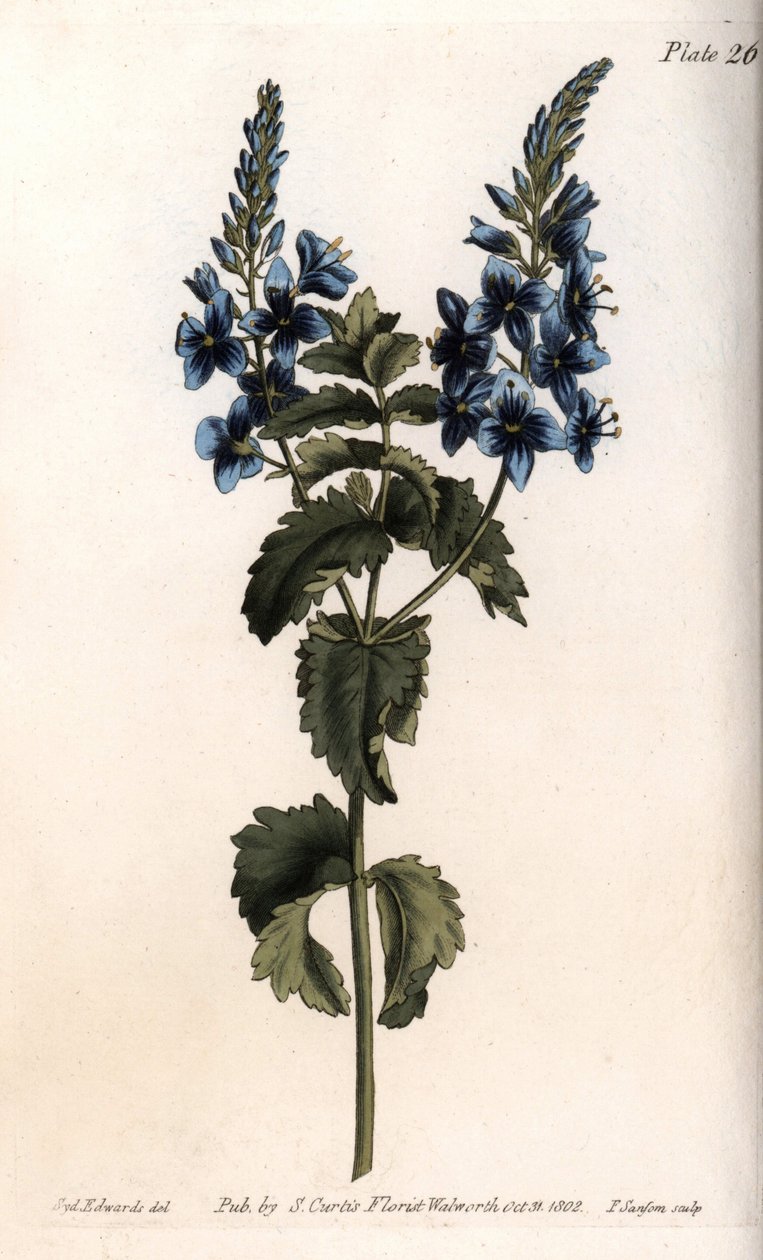 Veronica liten eik eller falsk germandree. Farget kobberstikk, illustrasjon av Sydenham Edwards (1768-1819) for Conferences of Botanical, Botanical Garden of Lambeth (England) av Sydenham Teast Edwards
