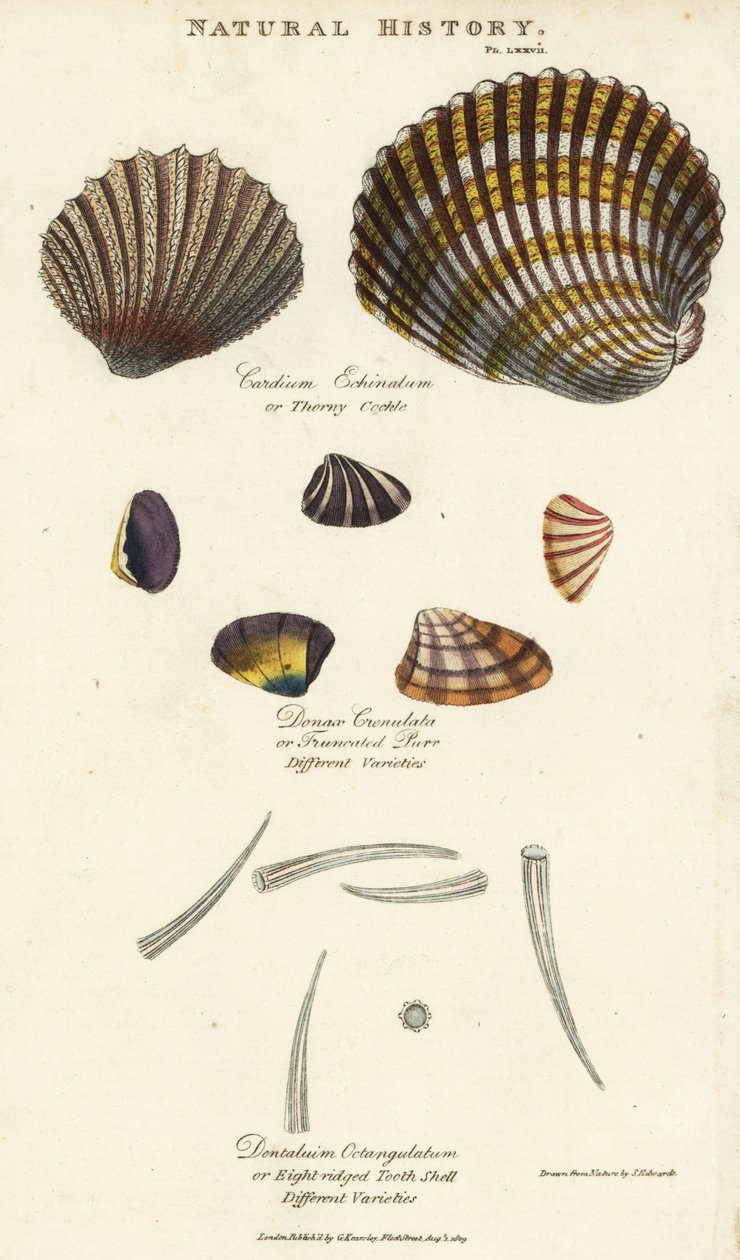 Tornet hjertemusling, Cardium echinatum, avkortet spinn, Donax crenulata, og åttekantet tannskall, Dentalium octangulatum. Håndfarget kobberstikk etter Sydenham Edwards fra John Mason Goods Pantologia, a New Encyclopedia, G. Kearsley, London av Sydenham Teast Edwards