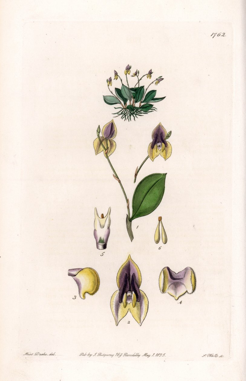 Three teeth Lepanthe - Plate gravert av S.Watts, fra en illustrasjon av Sarah Anne Drake (1803-1857), fra Botanical Register of Sydenham Edwards (1768-1819), England av Sydenham Teast Edwards