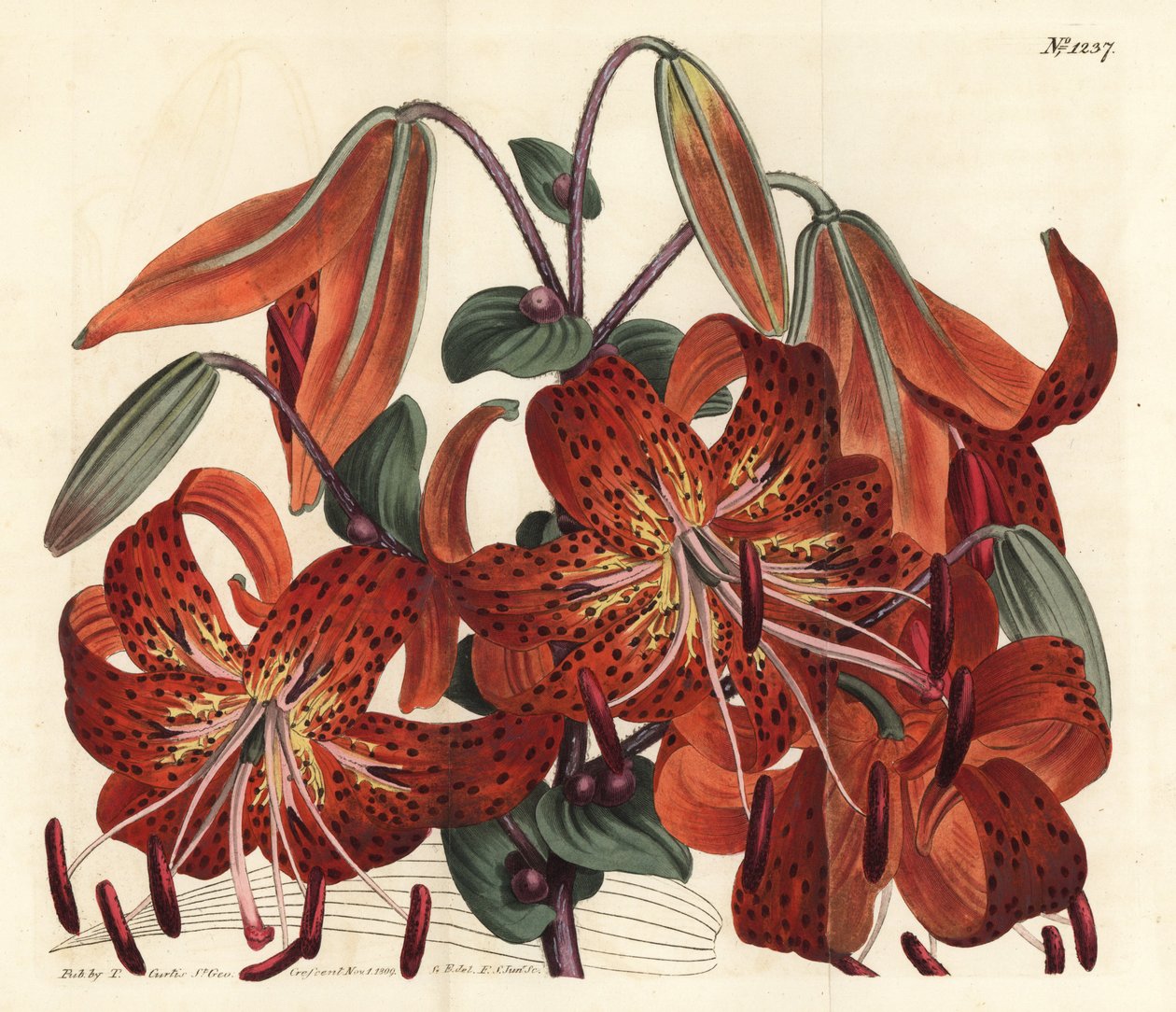Tigerlilje - Tigerlilje, Lilium lancifolium (Tygerflekket kinesisk lilje, Lilium tigrinum). Håndfarget kobberstikk av F. Sansom Jr. etter en illustrasjon av Sydenham Edwards fra William Curtis' Botanical Magazine, T. Curtis, London av Sydenham Teast Edwards