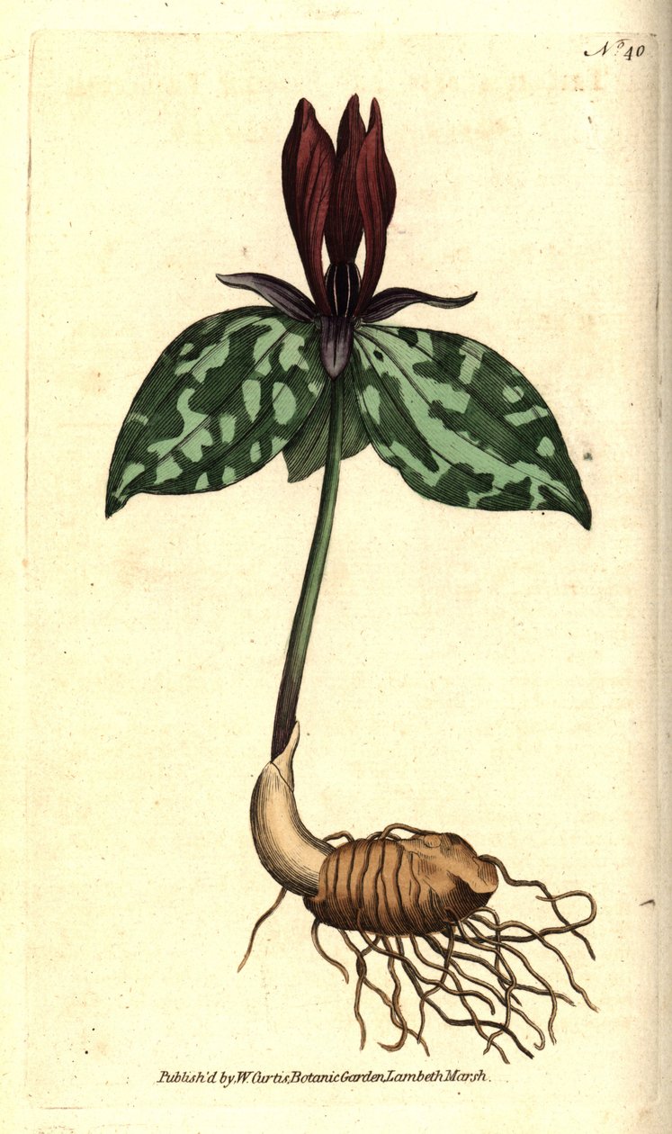 Toadshade eller sittende trillium, Trillium sittende. Håndfarget kobberstikk etter en botanisk illustrasjon av James Sowerby fra William Curtis' The Botanical Magazine, Lambeth Marsh, London av Sydenham Teast Edwards