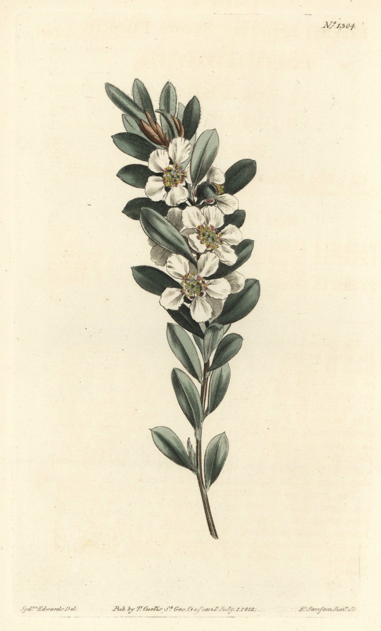 Tree a the eller australsk myrt - Coastal tea tree, Leptospermum laevigatum (Glatt fabricia, Fabricia laevigata). Håndfarget kobberstikk av F. Sansom Jr. etter en illustrasjon av Sydenham Edwards fra William Curtis