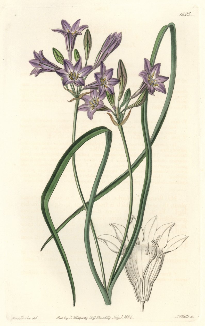 Triteleia ou brodiacea lache - Water forte av S. Watts fra en illustrasjon av Sarah Anne Drake (1803-1857), fra Botanical Register av Sydenham Teast Edwards