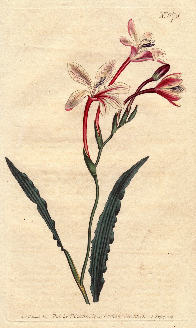 Tritonia har et krøllete blad og rosa, karmosinrøde og hvite blomster, hjemmehørende i Sør-Afrika. Krøllet bladtritonia med rosa, karmosinrøde og hvite blomster. Innfødt i Sør-Afrika. Tritonia crispa. Håndfarget kobberstikk fra en botanisk illustrasjon b av Sydenham Teast Edwards