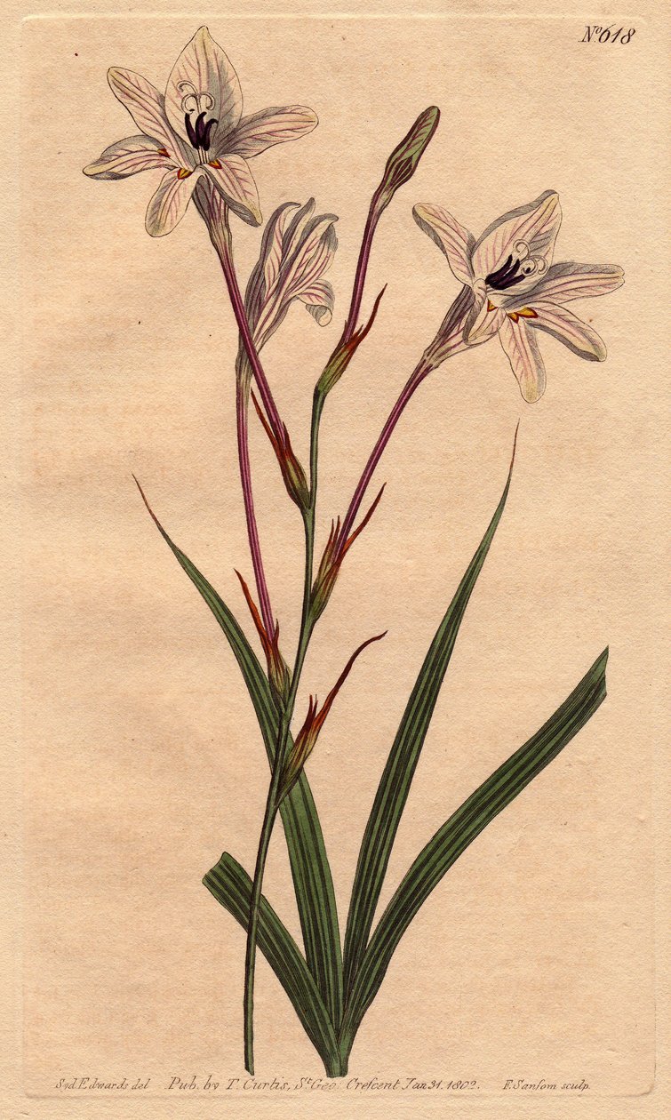Tritonie har et langt rør, med rosa fot og hvite blomster året med rose. Lang røret tritonia med rosa stilker og rosa årede hvite blomster.Tritonia capensis. Håndfarget kobberstikk fra en botanisk illustrasjon av Sydenham Edwards fra Will av Sydenham Teast Edwards