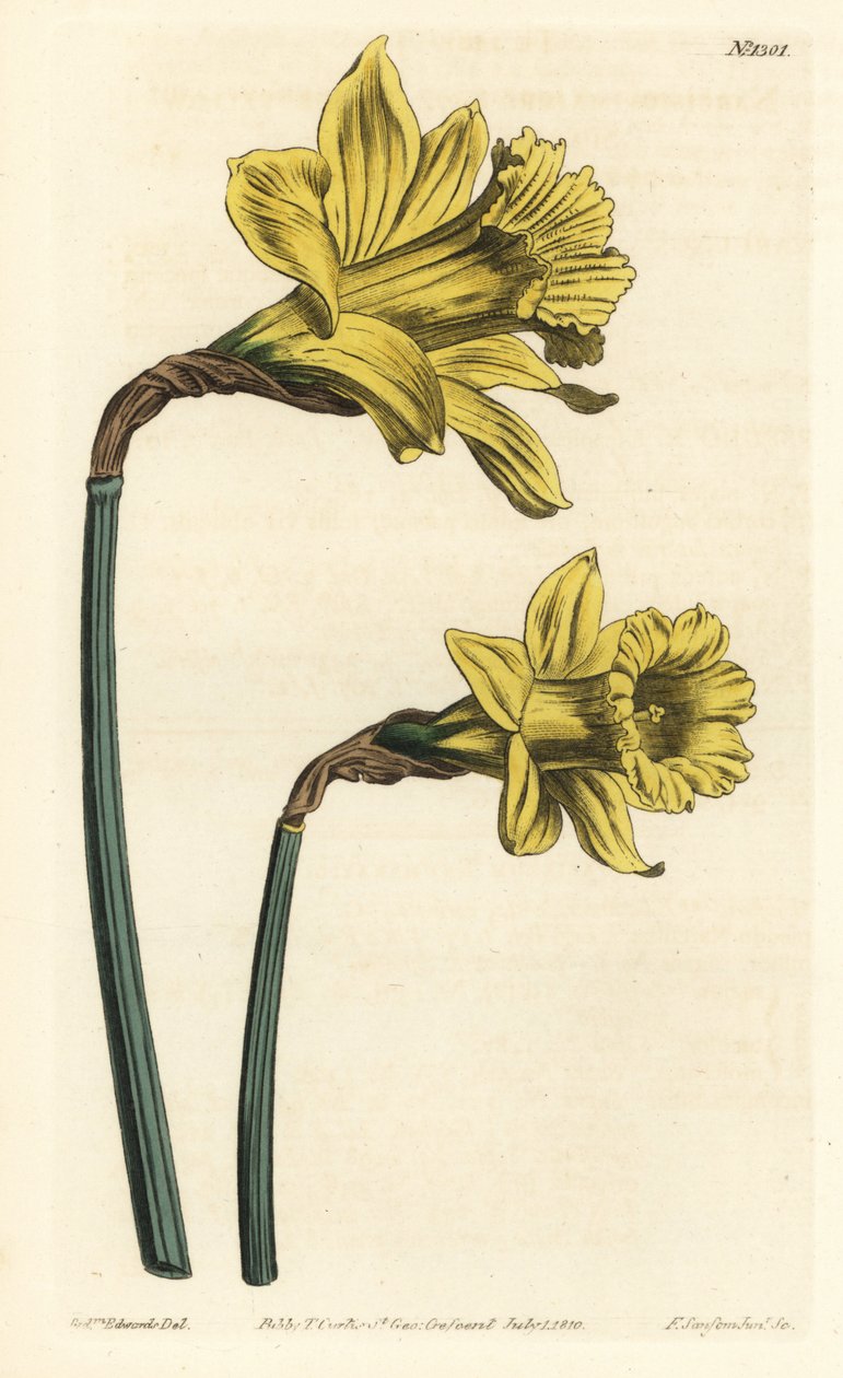 Trompet påskelilje, Narcissus hispanicus (Stor gul spansk narcissus, Narcissus major). Håndfarget kobberstikk av F. Sansom Jr. etter en illustrasjon av Sydenham Edwards fra William Curtis' Botanical Magazine, T. Curtis, London av Sydenham Teast Edwards