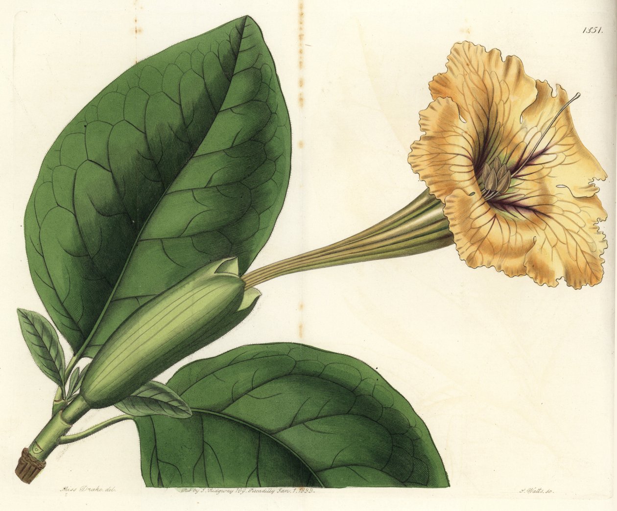 Trompetliana eller en kopp gull - Kalkranke eller flekkblomstret solandra, Solandra guttata. Håndfarget kobberstikk av S. Watts etter en illustrasjon av Miss Sarah Drake fra Sydenham Edwards