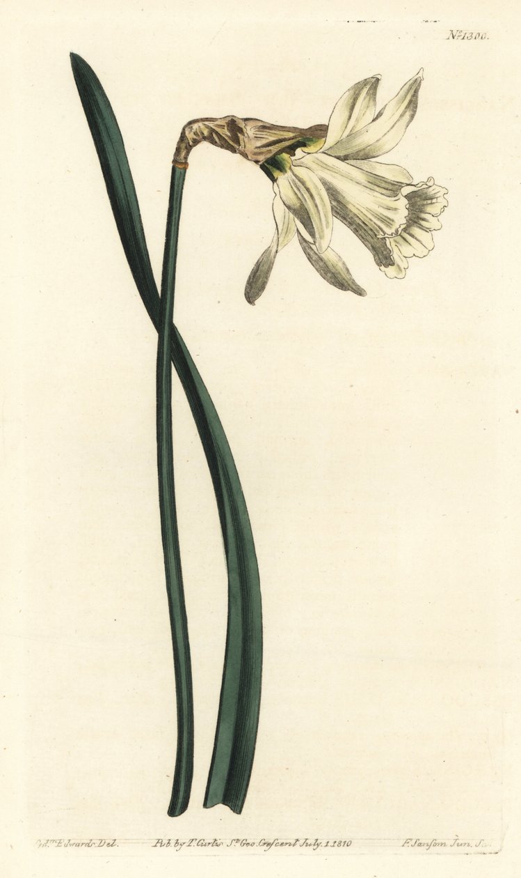 Trompetnarcissus - Mindre hvit spansk påskelilje, Narcissus pseudonarcissus subsp. moschatus (Narcissus moschatus). Håndfarget kobberstikk av F. Sansom Jr. etter en illustrasjon av Sydenham Edwards fra William Curtis