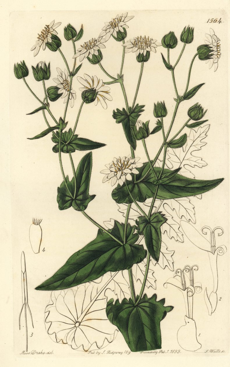 Nepebladig moskus-sacry, Moscharia pinnatifida. Håndfarget kobberstikk av S. Watts etter en illustrasjon av Miss Sarah Drake fra Sydenham Edwards' Botanical Register, Ridgeway, London av Sydenham Teast Edwards