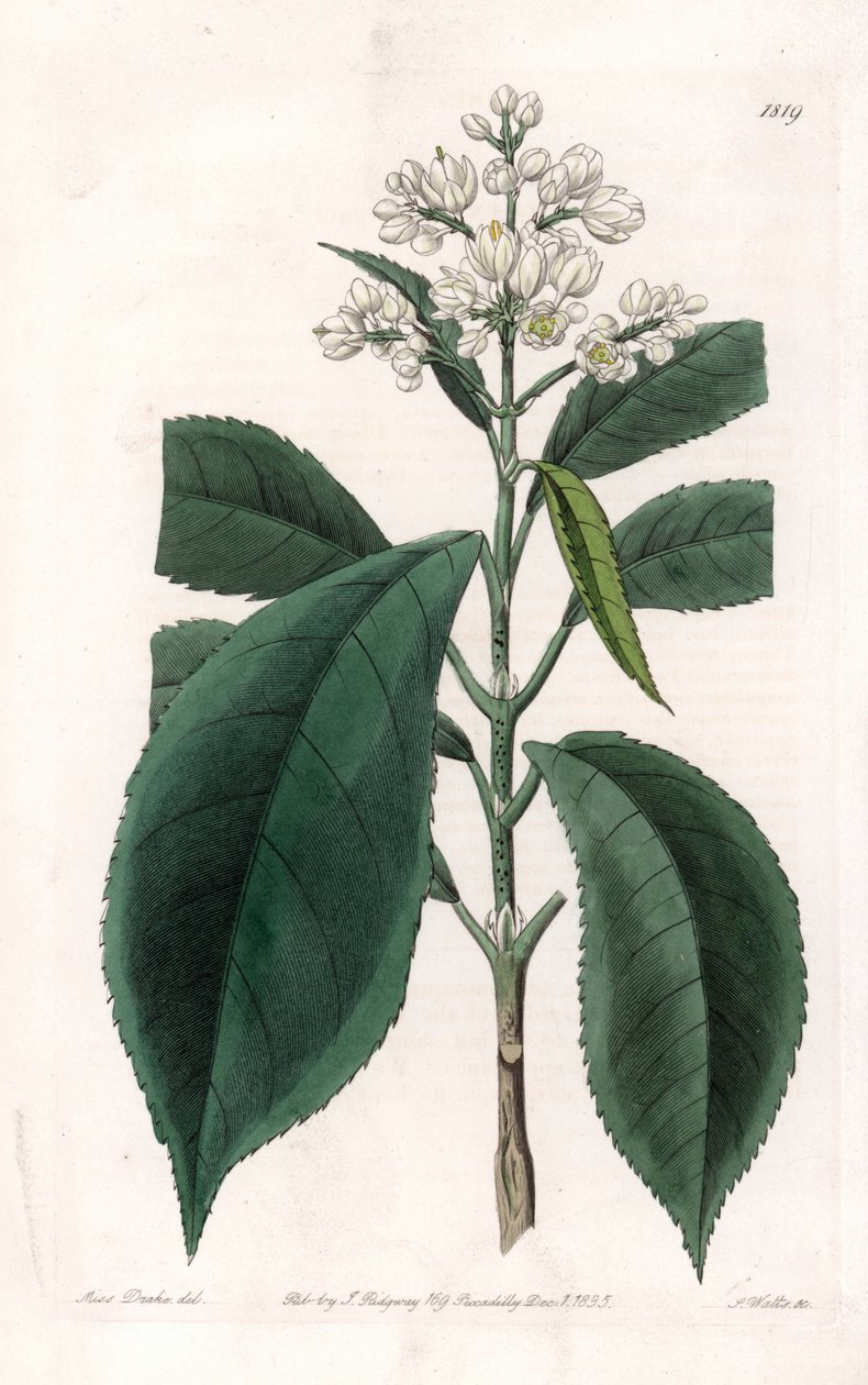 Turpinia Variete - Plate gravert av S.Watts, fra en illustrasjon av Sarah Anne Drake (1803-1857), fra Botanical Register of Sydenham Edwards (1768-1819), England av Sydenham Teast Edwards