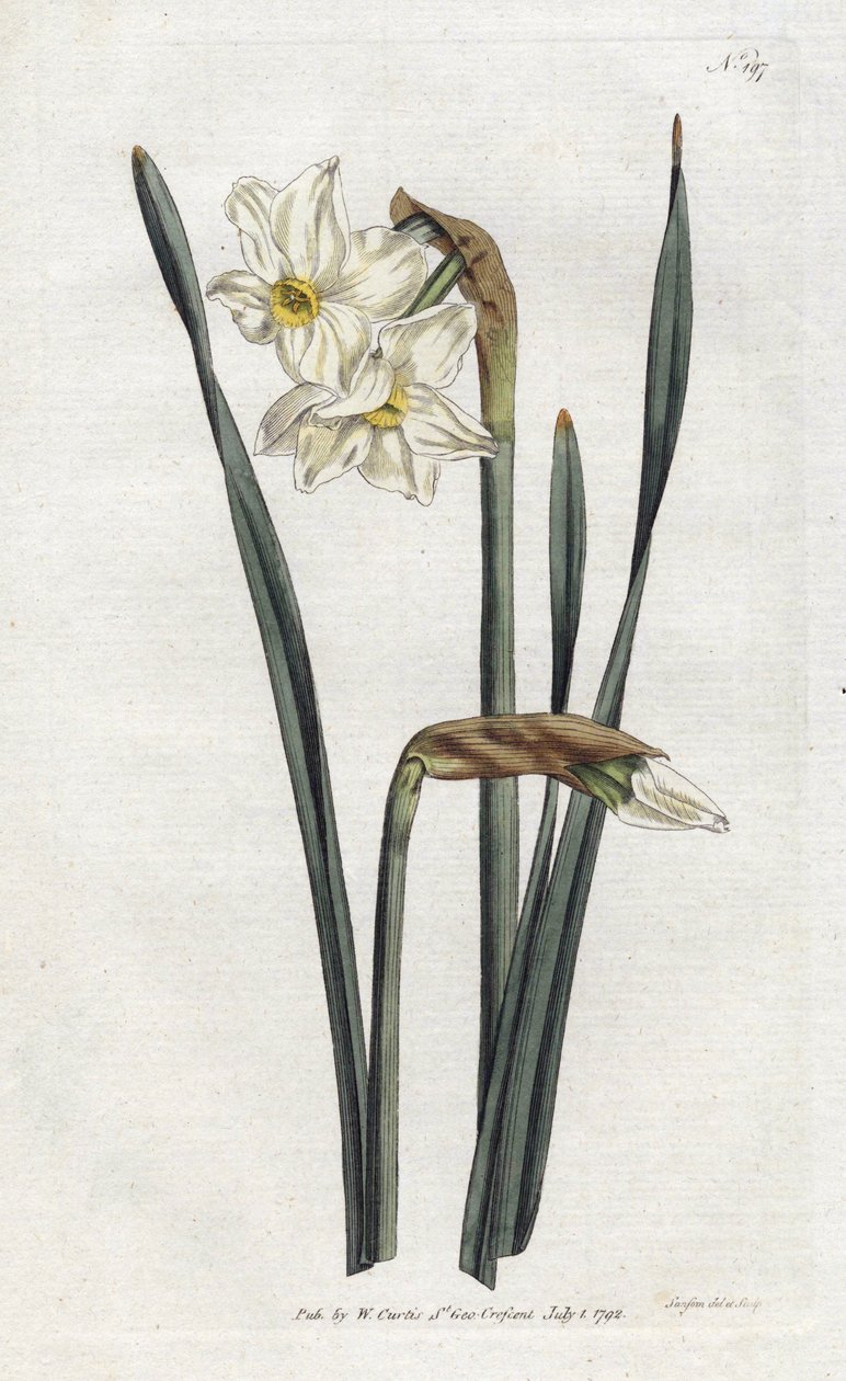 Toblomstret Narcissus - Litografi av Sydenham Edwards (1768-1819), tallerken fra William Curtis's Botanical Magazine (1746-1799) av Sydenham Teast Edwards