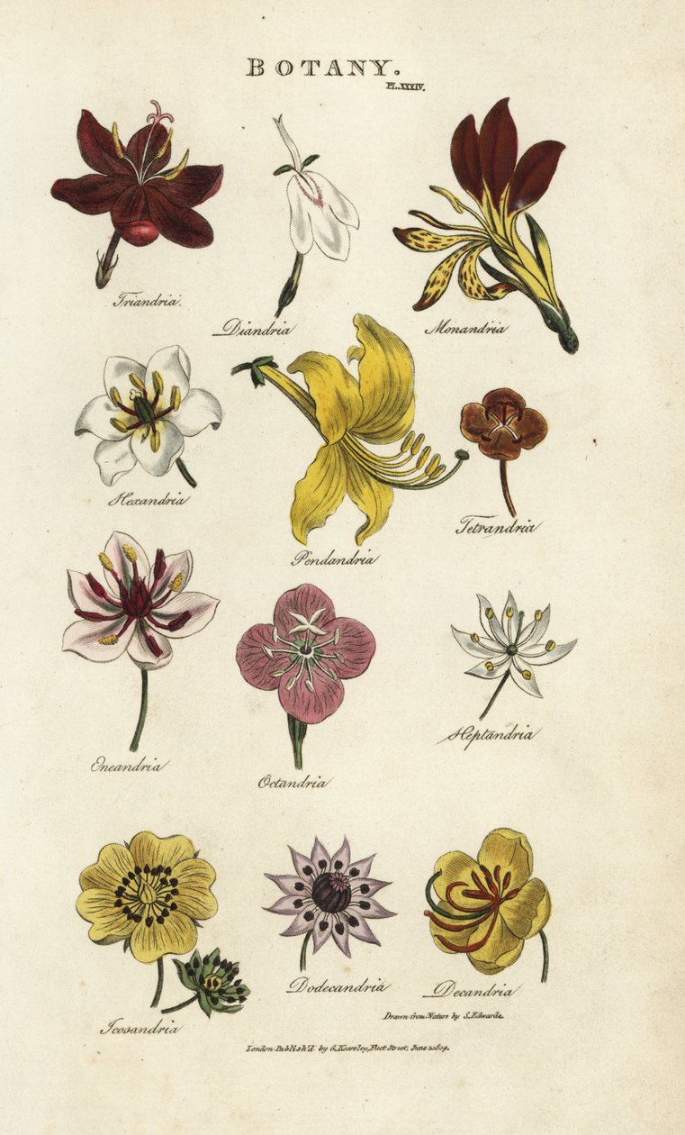 Blomstertyper: Triandria, Diandria, Haskatria, Pendandria, Tetrandria osv. Håndfarget kobberstikk etter Sydenham Edwards fra John Mason Good's Pantologia, a New Encyclopedia, G. Kearsley, London av Sydenham Teast Edwards