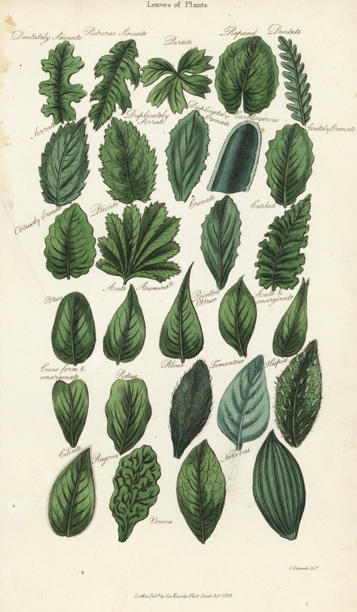 Typer blader av planter. Håndfarget kobberstikk etter Sydenham Edwards fra John Mason Goods Pantologia, a New Encyclopedia, G. Kearsley, London av Sydenham Teast Edwards