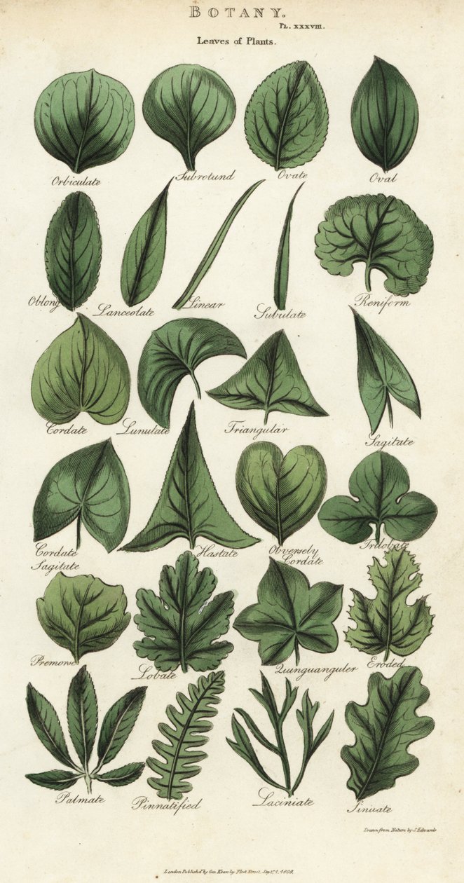 Typer blader av planter. Håndfarget kobberstikk etter Sydenham Edwards fra John Mason Goods Pantologia, a New Encyclopedia, G. Kearsley, London av Sydenham Teast Edwards