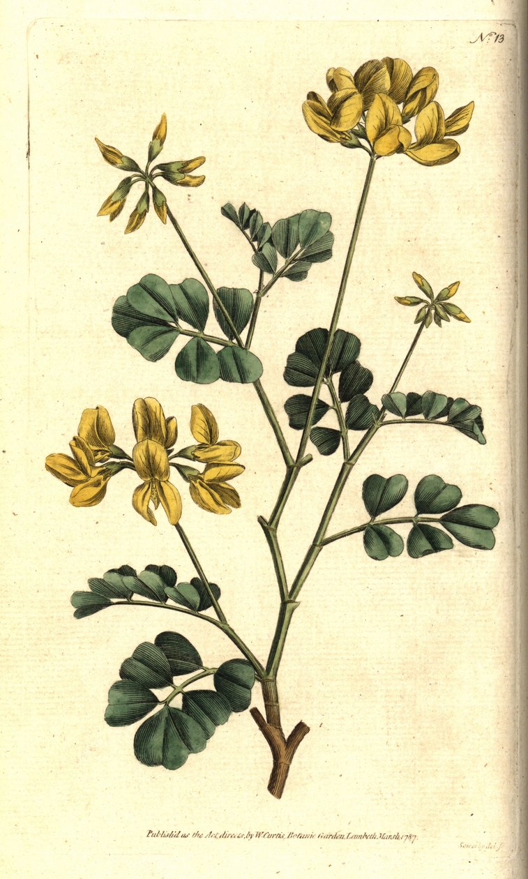 Valencia Coronilla - Skorpionvikke, Coronilla valentina subsp. glauca (sjøgrønn eller dagluktende coronilla, Coronilla glauca). Håndfarget kobberstikk etter en botanisk illustrasjon av Sydenham Edwards fra William Curtis