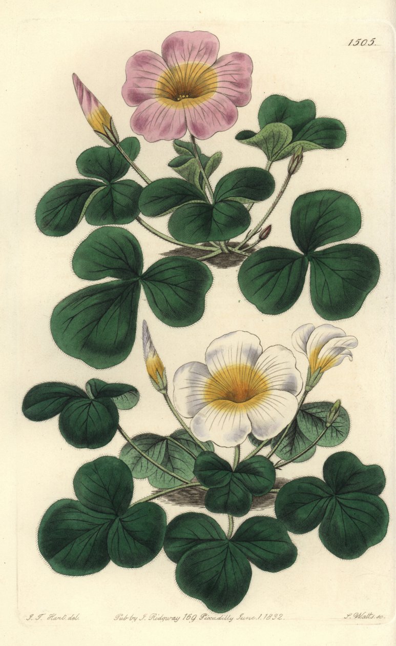 Variabel oxalis, Oxalis variabilis (Oxalys purpurea). Håndfarget kobberstikk av S. Watts etter en illustrasjon av JT Hart fra Sydenham Edwards' Botanical Register, Ridgeway, London av Sydenham Teast Edwards