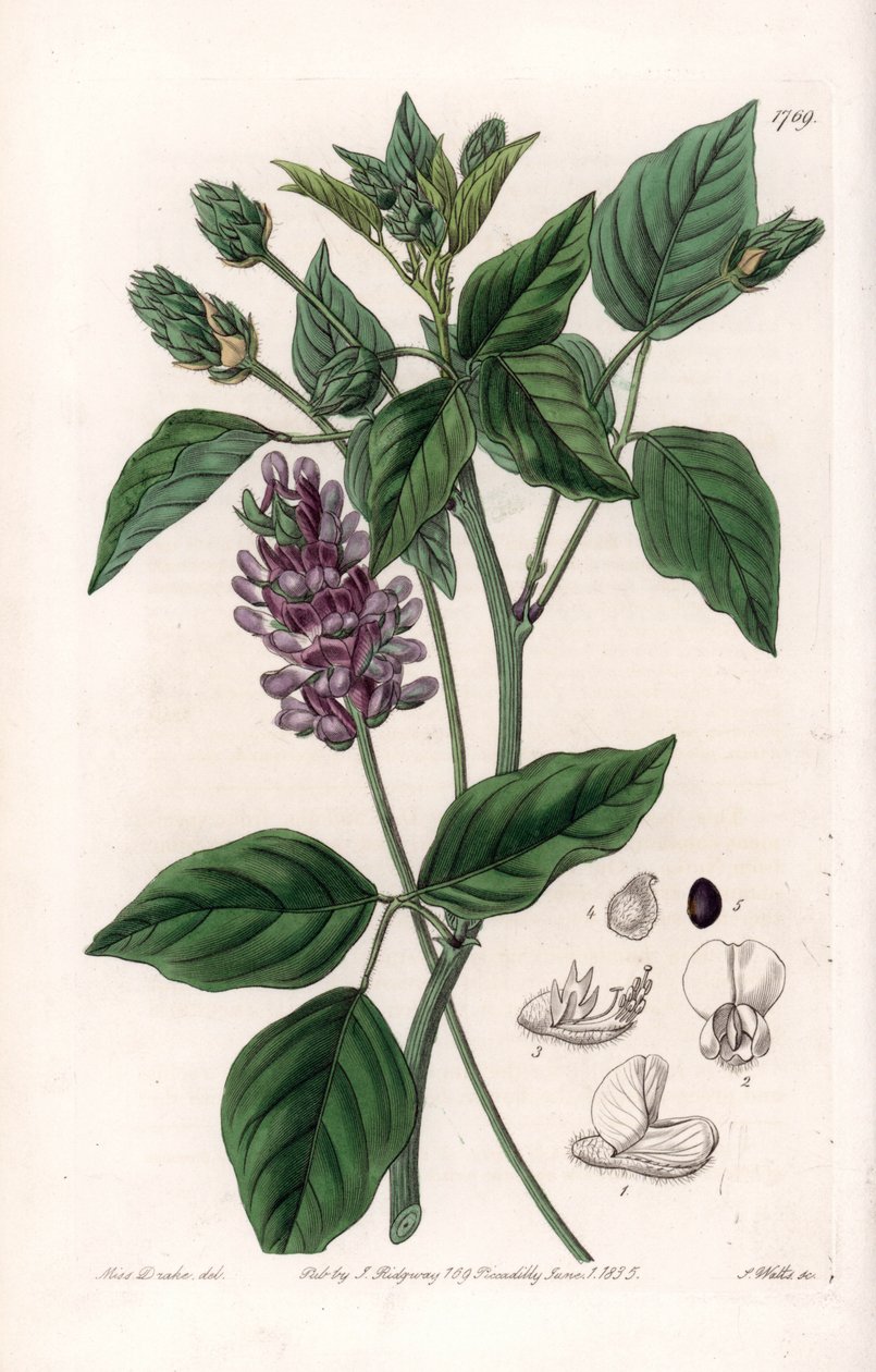 Variete de Psoralea - Gravert tavle av S.Watts, fra en illustrasjon av Sarah Anne Drake (1803-1857), fra Botanical Register of Sydenham Edwards (1768-1819), England av Sydenham Teast Edwards