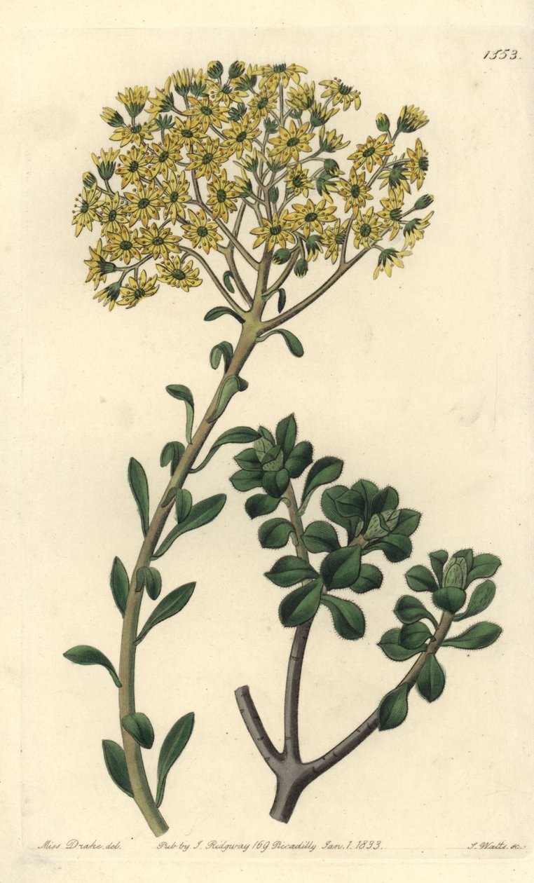 Variete de joubarb - Villous houseleek, Sempervivum villosum. Håndfarget kobberstikk av S. Watts etter en illustrasjon av Miss Sarah Drake fra Sydenham Edwards' Botanical Register, Ridgeway, London av Sydenham Teast Edwards