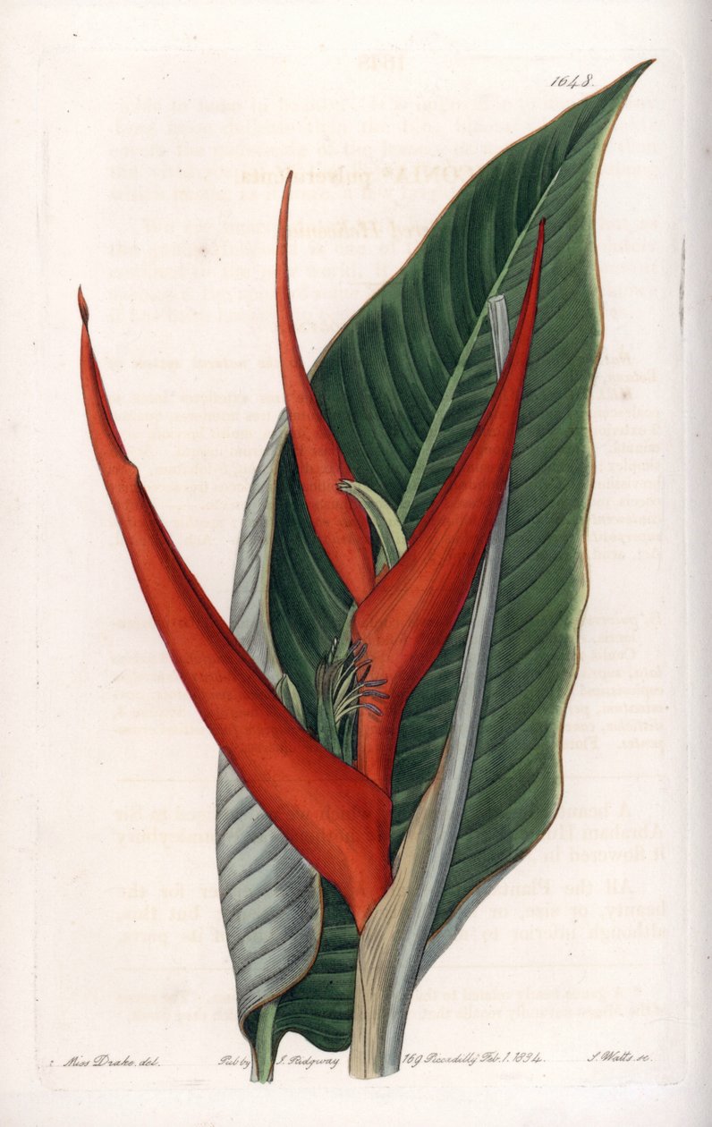 Variete d'heliconia (såkalt floury) - Plate gravert av S.Watts, basert på en illustrasjon av Sarah Anne Drake (1803-1857), fra Botanical Register of Sydenham Edwards (1768-1819), England av Sydenham Teast Edwards