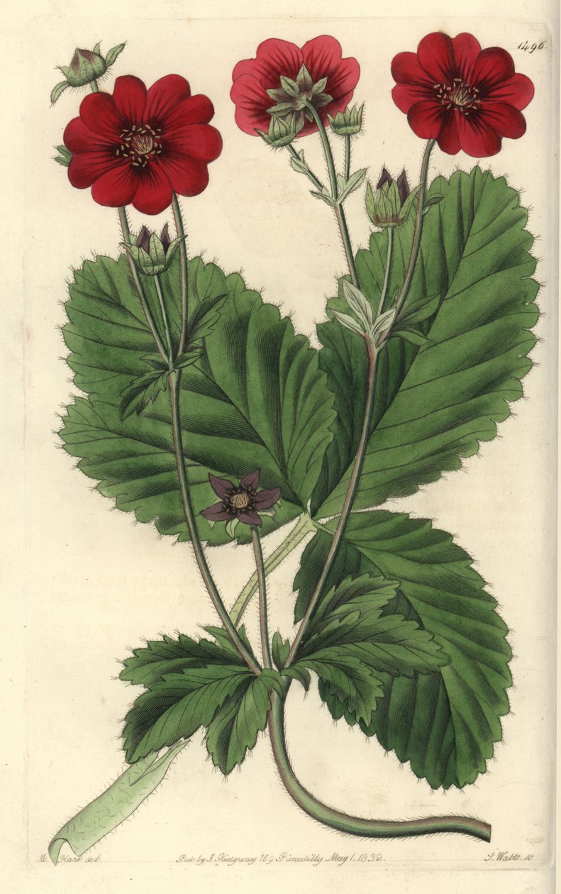 Variety of Cinquefoil - Russells potentilla, Potentilla russelliana. Håndfarget kobberstikk av S. Watts etter en illustrasjon av M. Hart fra Sydenham Edwards' Botanical Register, Ridgeway, London av Sydenham Teast Edwards