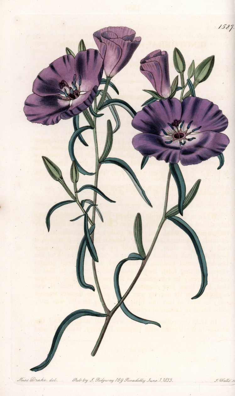 Variete of Clarkia, innfødt i Sør-Amerika Gravert av S.Watts, fra en illustrasjon av Sarah Anne Drake (1803-1857), fra Botanical Register of Sydenham Edwards (1768-1819), England av Sydenham Teast Edwards