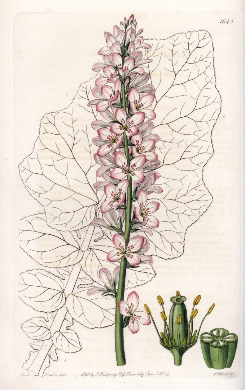Variete of Francoa with Dairy Leaves, endemisk i Chile - Gravert av S.Watts, fra en illustrasjon av Sarah Anne Drake (1803-1857), fra Botanical Register of Sydenham Edwards (1768-1819), England av Sydenham Teast Edwards