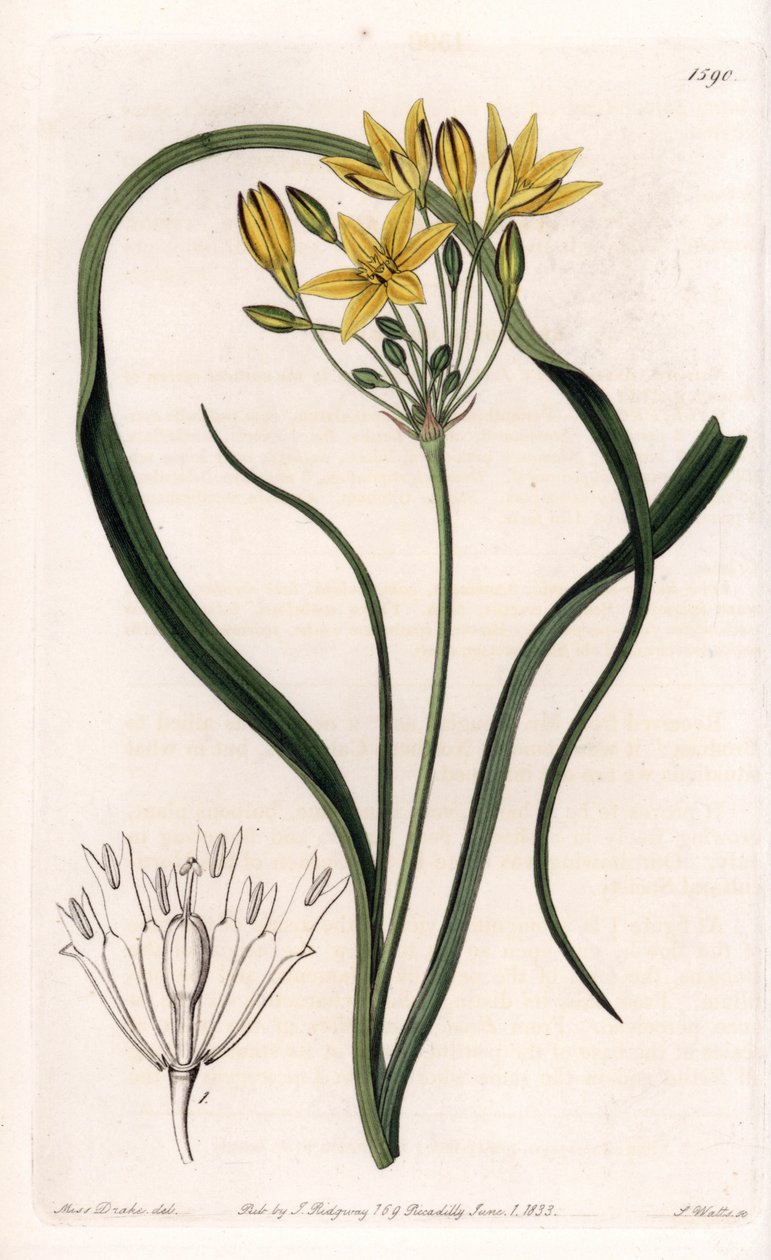 Variety of Triteleia eller brodeleia, med gule blomster, hjemmehørende i California - Plate gravert av S.Watts, fra en illustrasjon av Sarah Anne Drake (1803-1857), fra Botanical Register of Sydenham Edwards (1768-1819), England av Sydenham Teast Edwards