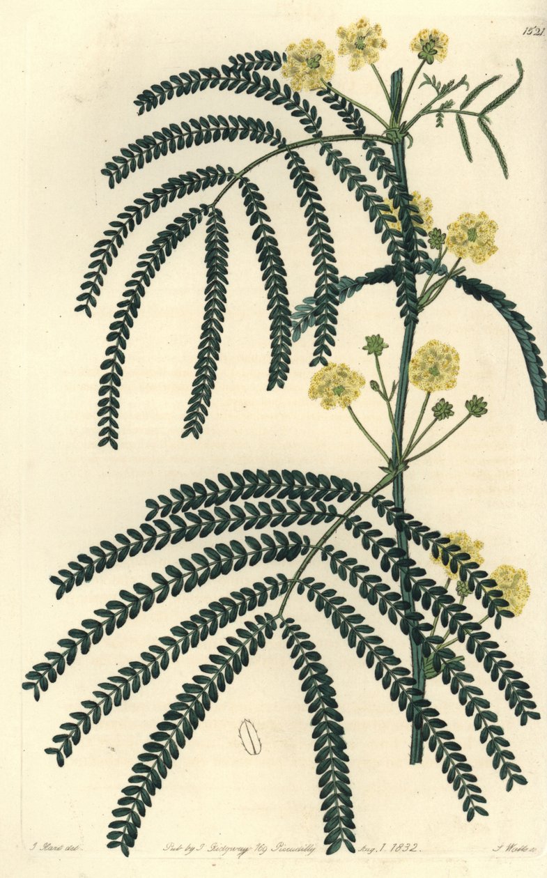 Variasjon av akasie (eller kasse) - Bregnebladet akasie, Acacia pentadenia. Håndfarget kobberstikk av S. Watts etter en illustrasjon av J. Hart fra Sydenham Edwards' Botanical Register, Ridgeway, London av Sydenham Teast Edwards