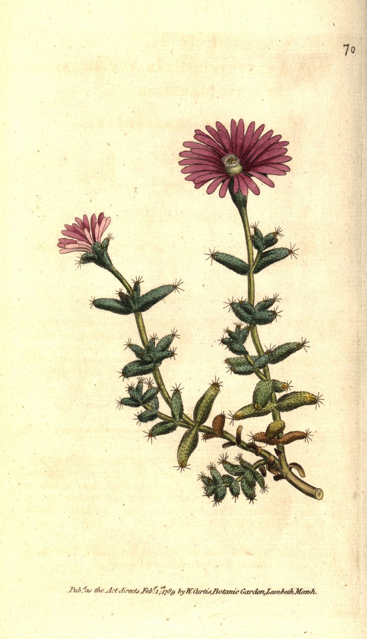Variety of ficoid - Skjeggfiken ringblomst, Mesembryanthemum barbarum. Håndfarget kobberstikk etter en botanisk illustrasjon fra William Curtis' The Botanical Magazine, Lambeth Marsh, London av Sydenham Teast Edwards