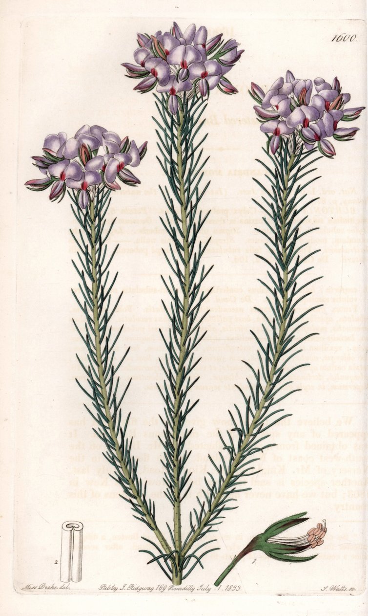 Variasjon av gompholobium (familie av belgfrukter), hjemmehørende i Australia - Plate gravert av S.Watts, fra en illustrasjon av Sarah Anne Drake (1803-1857), fra Botanical Register of Sydenham Edwards (1768-1819), England av Sydenham Teast Edwards