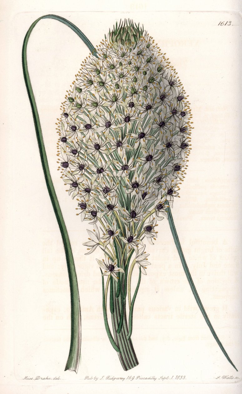 Variete of liliacee (Helonias asphodeloides) - Gravert av S.Watts, fra en illustrasjon av Sarah Anne Drake (1803-1857), fra Botanical Register of Sydenham Edwards (1768-1819), England av Sydenham Teast Edwards
