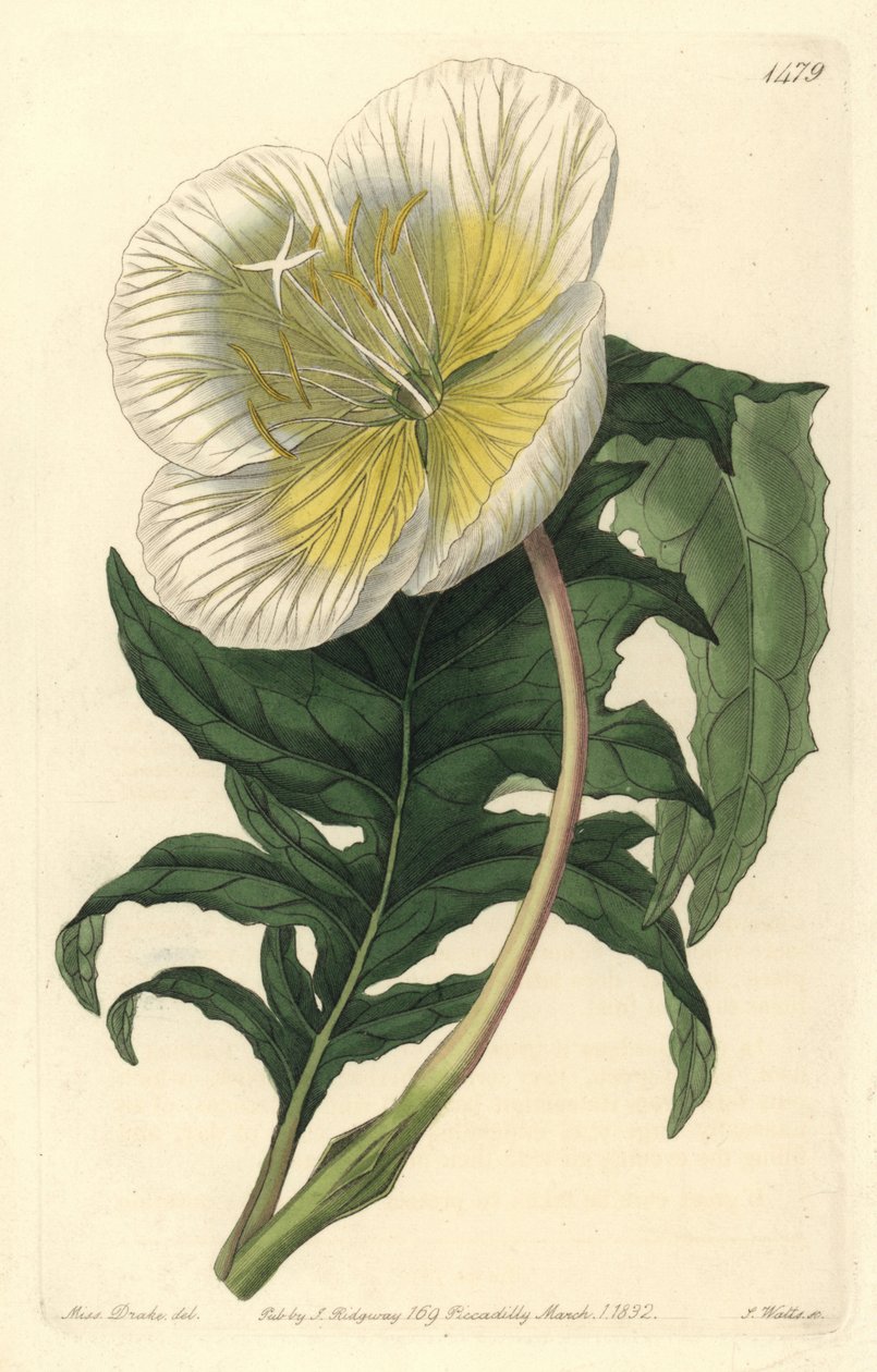 Variasjon av oenothere eller gress med esler eller nattlysa - Hvit oppreist nattlyla, Oenothera anisoloba. Håndfarget kobberstikk av S. Watts etter en illustrasjon av Sarah Drake fra Sydenham Edwards