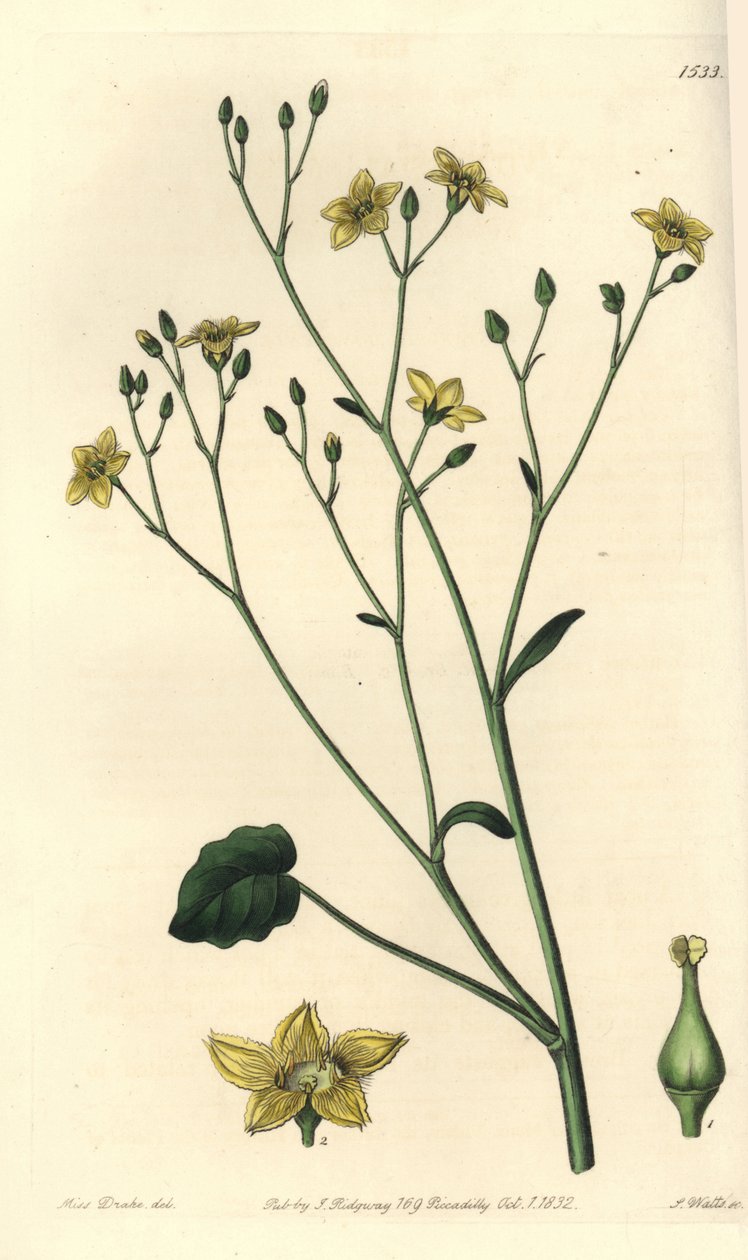 Variasjon av villarsia, endemisk til Australia - Ornduffia reniformis (Nyrebladede villarsia, Villarsia reniformis). Håndfarget kobberstikk av S. Watts etter en illustrasjon av Miss Sarah Drake fra Sydenham Edwards' Botanical Register, Ridgeway, av Sydenham Teast Edwards
