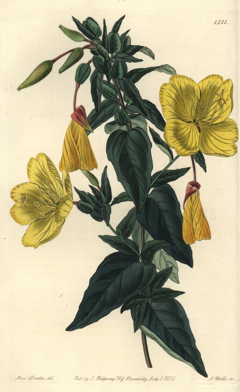 Variasjon av nattlysol eller gress med esler - Nattlysa, Oenothera fruticosa subsp. glauca (Glaucous oenothera, Oenothera glauca). Håndfarget kobberstikk av S. Watts etter en illustrasjon av Miss Sarah Drake fra Sydenham Edwards' av Sydenham Teast Edwards