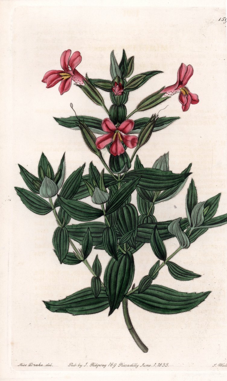 Variasjon av mimuler (ape eller moskusblomst) Gravert tavle av S.Watts, fra en illustrasjon av Sarah Anne Drake (1803-1857), fra Botanical Register of Sydenham Edwards (1768-1819), England av Sydenham Teast Edwards