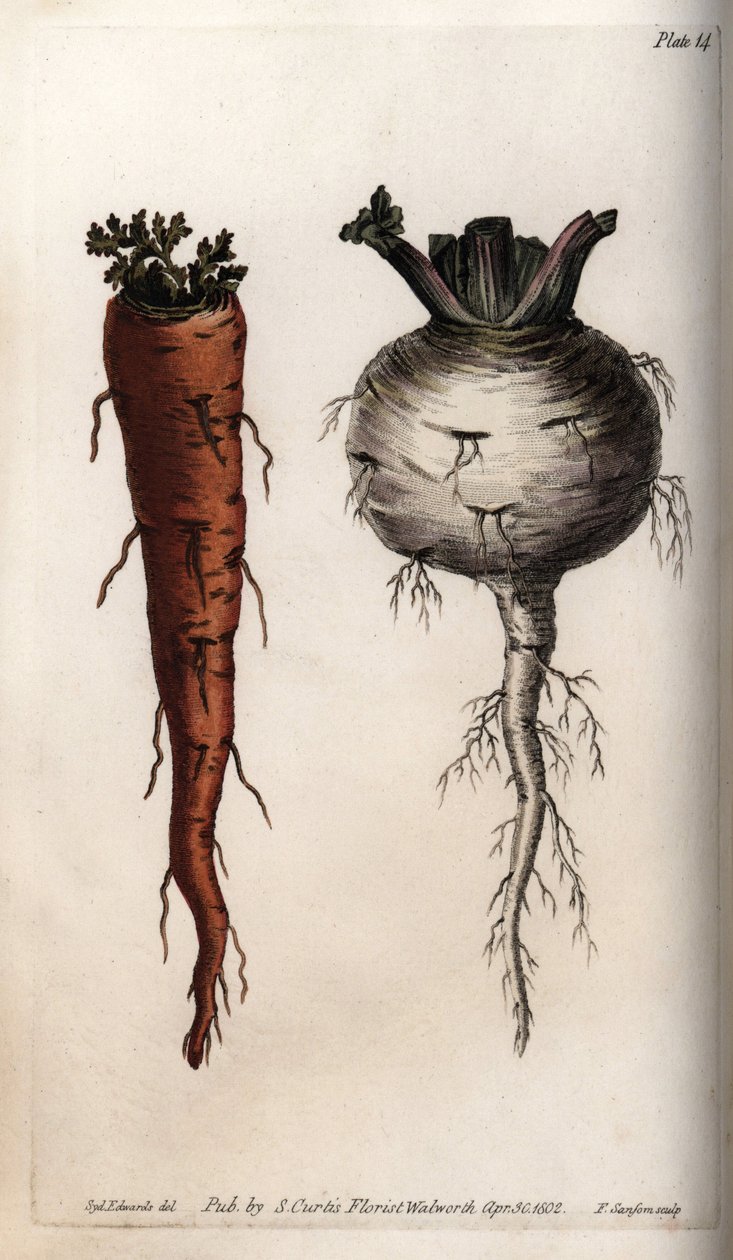 Grønnsaksrøtter: gulrot og kålrot. Farget kobberstikk, illustrasjon av Sydenham Edwards (1768-1819) for Conferences of Botanical, Botanical Garden of Lambeth (England) av Sydenham Teast Edwards