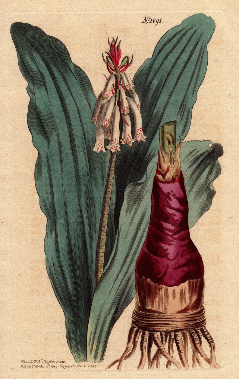 Veltheimia har glaucus blad, en vakker lilje (lilje) fra Cape of Good Esperance (Sør-Afrika). Glaucous leaf veltheimia, en vakker lilje fra Kapp det gode håp. Veltheimia glauca. Håndfarget kobberstikk fra en botanisk illustrasjon av Sydenham Teast Edwards