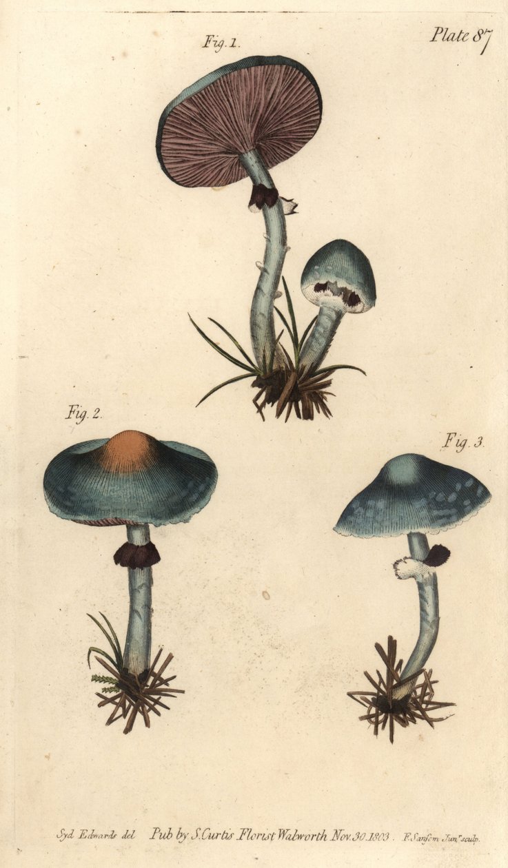 Verdigris-sopp eller irresopp, Stropharia aeruginosa, sopp, Cryptogamia. Håndfarget kobberstikk av F. Sansom av en botanisk illustrasjon av Sydenham Edwards til William Curtis' forelesninger om botanikk, som ble levert i Botanic Garden kl. av Sydenham Teast Edwards