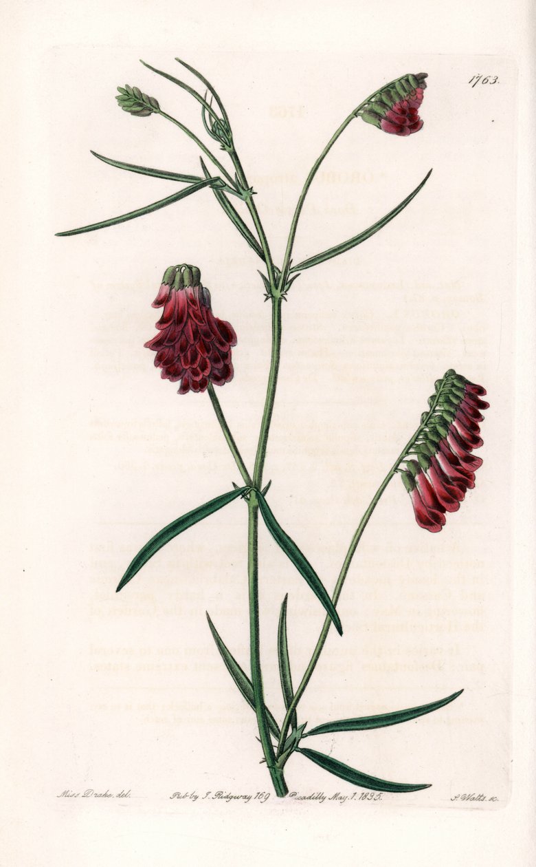 Vesces Variete - Plate gravert av S.Watts, fra en illustrasjon av Sarah Anne Drake (1803-1857), fra Botanical Register of Sydenham Edwards (1768-1819), England av Sydenham Teast Edwards