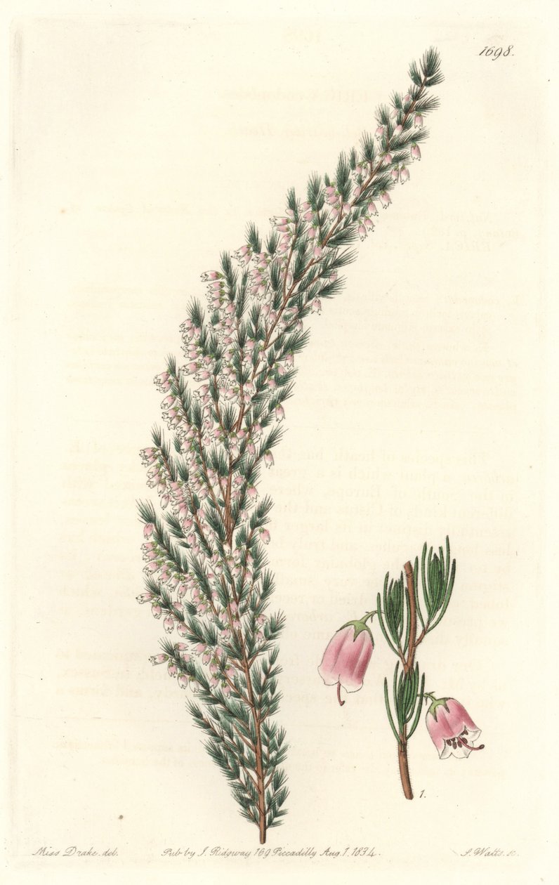 Vesicular Epiary, opprinnelig fra Europa - Water forte av S. Watts fra en illustrasjon av Sarah Anne Drake (1803-1857), fra Botanical Register av Sydenham Teast Edwards