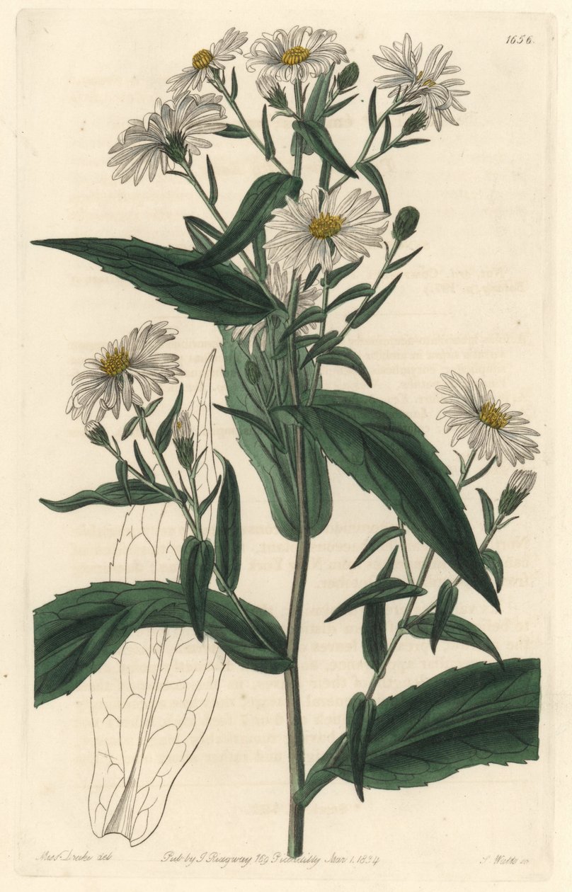 Virgine Aster eller Harvester - S. Watts Strong Water fra en illustrasjon av Sarah Anne Drake (1803-1857), fra Botanical Register av Sydenham Teast Edwards
