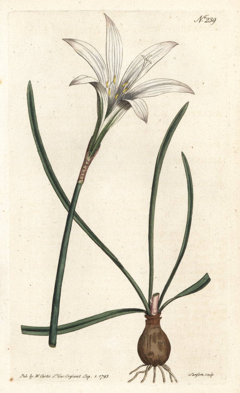 Virginia Amaryllis - Atamasco-lilje, Zephyranthes atamasco (Amaryllis atamasco) - Håndfarget kobberstikk av Sansom etter en illustrasjon av Sydenham Edwards fra William Curtis' Botanical Magazine, London av Sydenham Teast Edwards